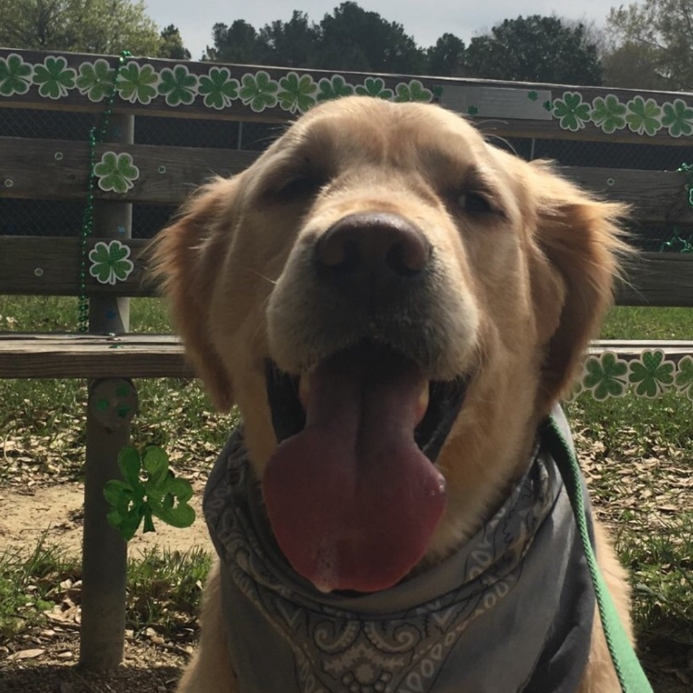 Meet your Posher, Alex